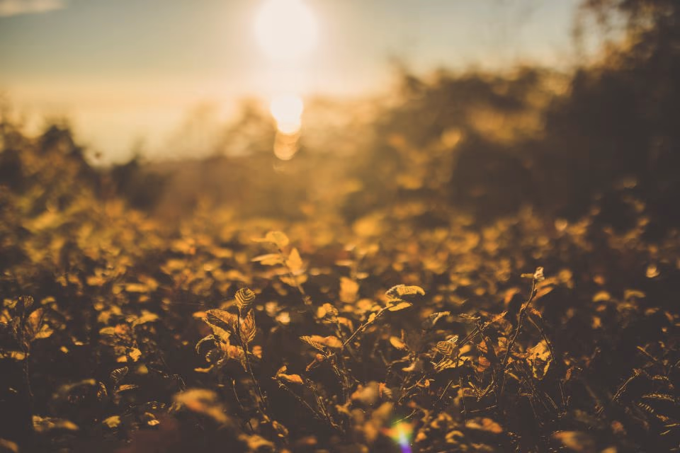 Lumière dorée d'une fin de journée dans les herbes hautes