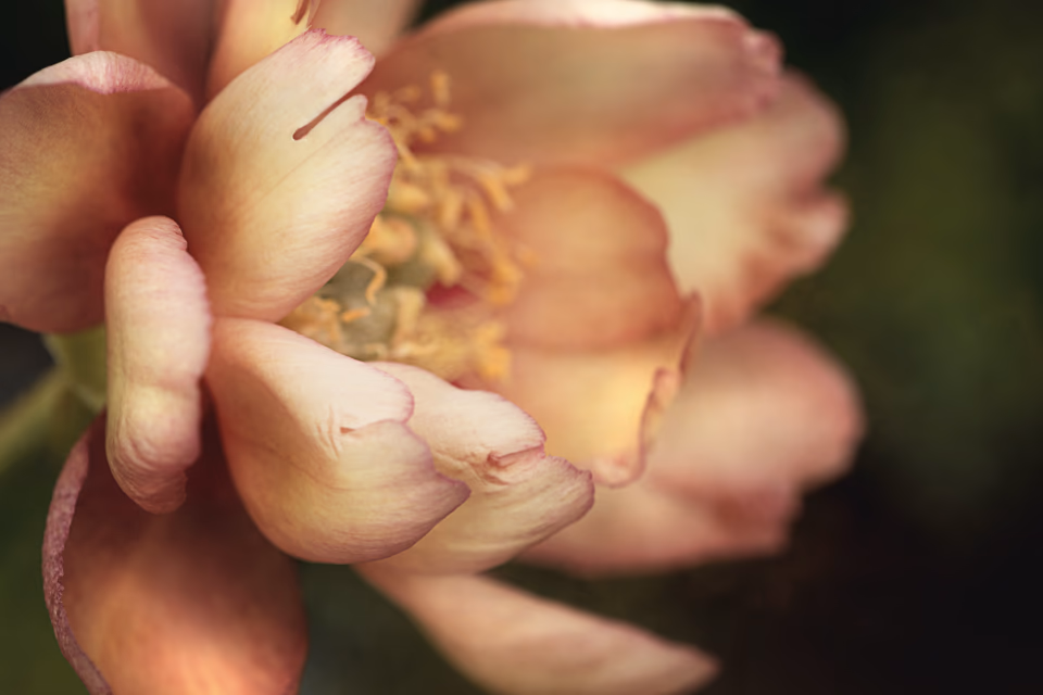 Pivoine couleur pêche, pétales entrouverts